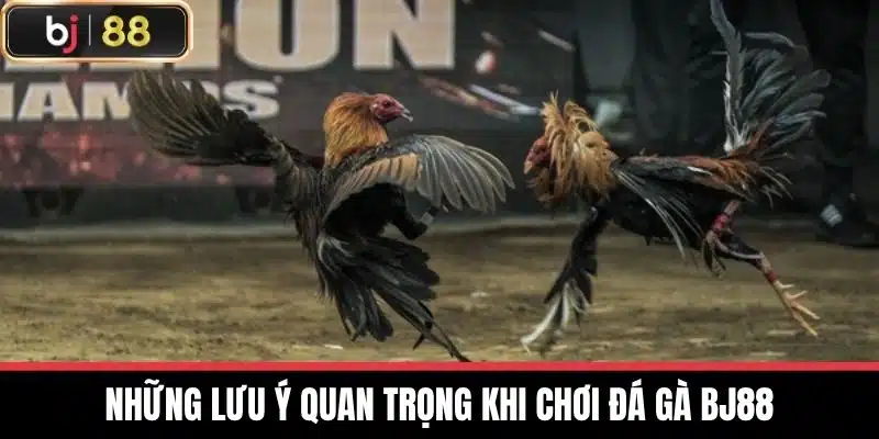 Những lưu ý quan trọng khi chơi đá gà BJ88