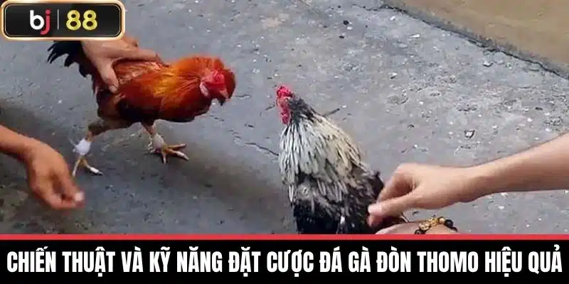 Đá Gà Đòn Thomo - Lựa Chọn Và Chăm Sóc Gà Hiệu Quả Nhất 3 Chiến thuật và kỹ năng đặt cược Đá gà đòn thomo hiệu quả