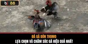 Đá Gà Đòn Thomo - Lựa Chọn Và Chăm Sóc Gà Hiệu Quả Nhất
