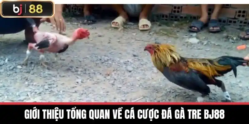 Đá Gà Tre Bj88 - Tìm Hiểu Thông Tin Chi Tiết Loại Hình Này 2 Giới thiệu tổng quan về cá cược Đá gà tre BJ88