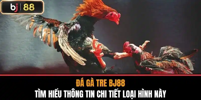 Đá Gà Tre Bj88 - Tìm Hiểu Thông Tin Chi Tiết Loại Hình Này 1 Đá Gà Tre Bj88 - Tìm Hiểu Thông Tin Chi Tiết Loại Hình Này