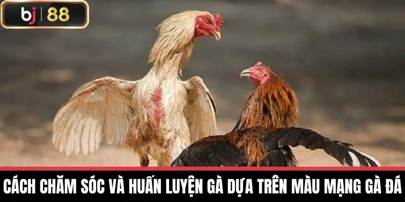 Cách chăm sóc và huấn luyện gà dựa trên Màu Mạng Gà Đá
