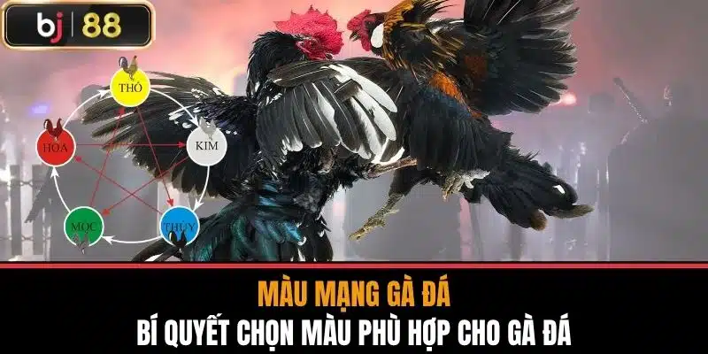 Màu Mạng Gà Đá - Bí Quyết Chọn Màu Phù Hợp Cho Gà Đá
